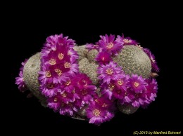 Sulcorebutia albissima HS13 2107